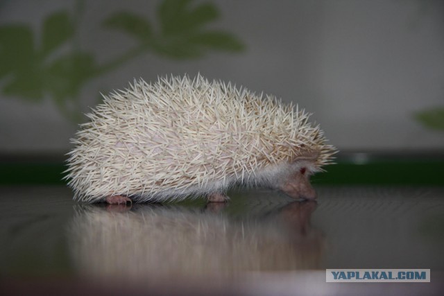 Коробка с белым ёжиком.
