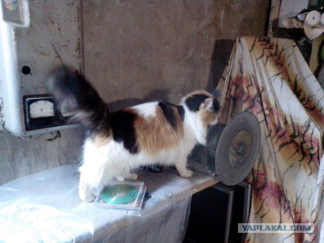 Котовторник 02.02.2016