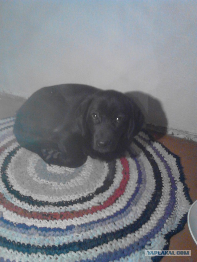 Нашёл щенка,что делать?