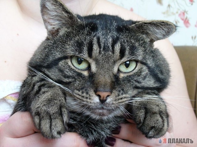 Народный котомет на фторинег