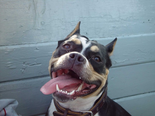 Страшно красивые терьеры