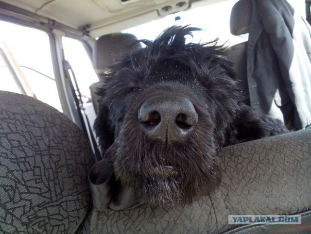 Страшно красивые терьеры