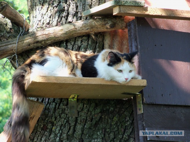 Котовторник. Алиса. Одно из лучших творений природы.