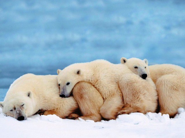 Самые смешные животные