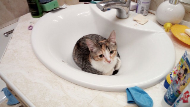 Коттедж своими руками, или про довольную котейку.