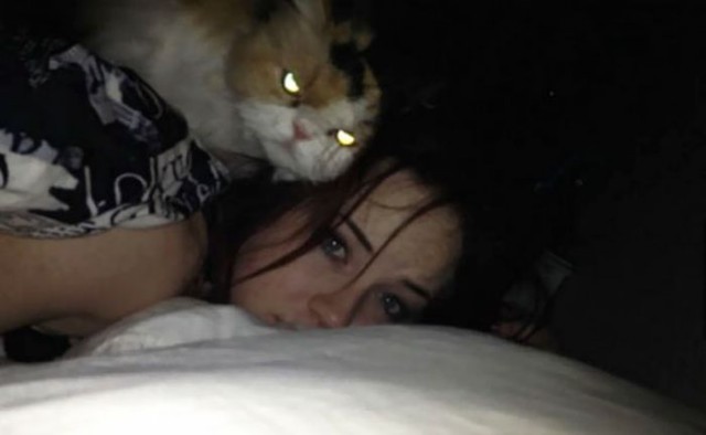 Коты и Кошки
