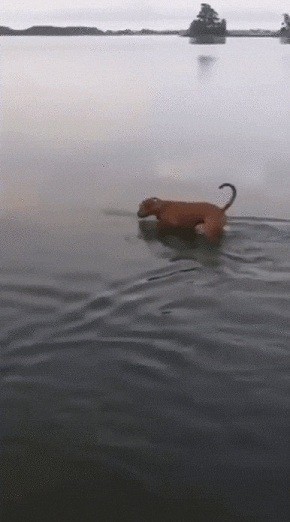 Когда что-то коснулось твоей ноги в воде