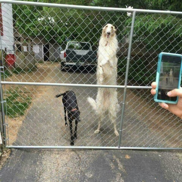 Живность из сети