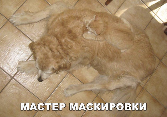 Прикольных котов пост
