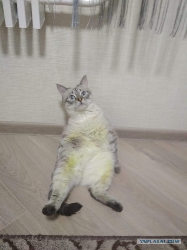 Коты застигнутые врасплох