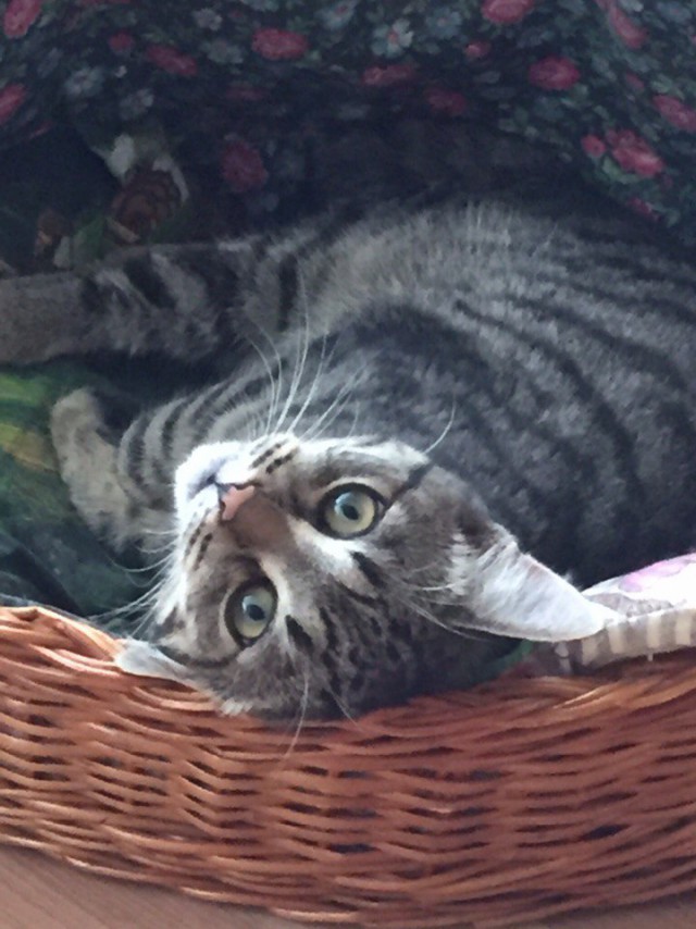 Кот без прикрас