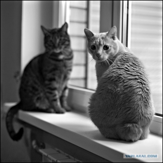 Котовторник в ЯПонии (58 фот)