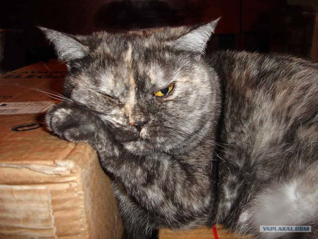 Котовторник?! Коты во вторник!