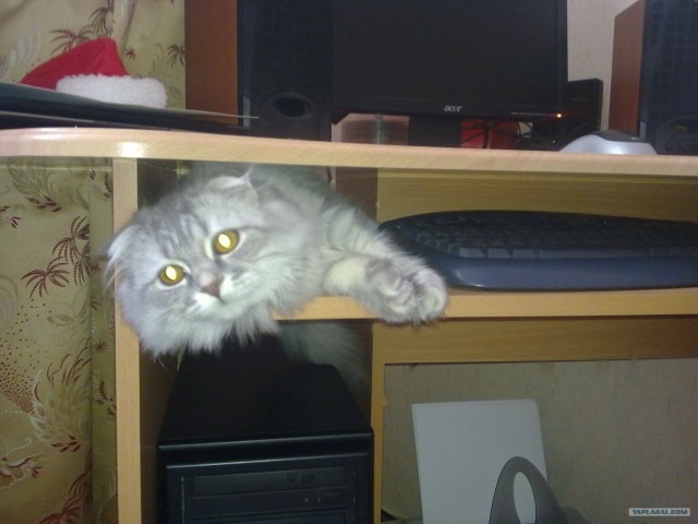 Котовторник!