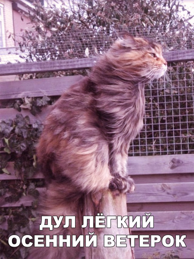 Прикольные картинки абавсём