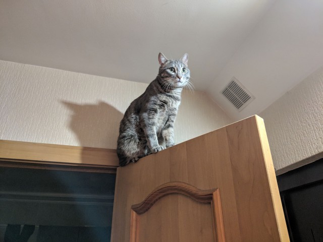 Котовторник (20.11.18)