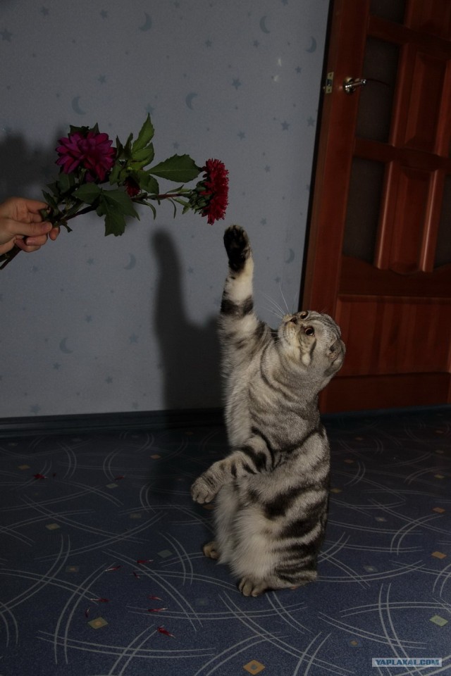 Первый котовторник октября