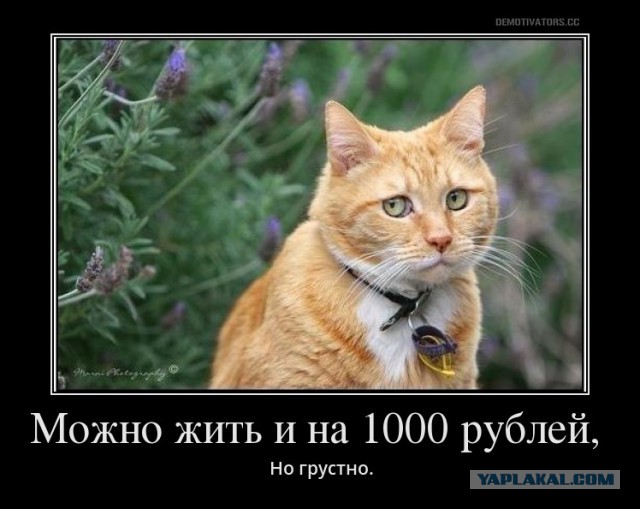 Как я жил на 1 000 рублей в неделю