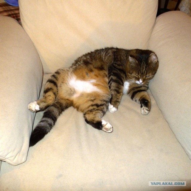 Котовторник! 08.11.11