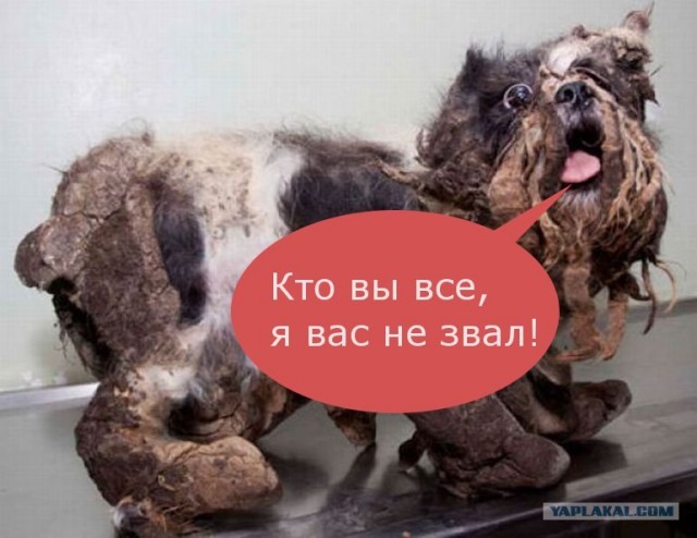Маленький комок шерсти прямо с улицы