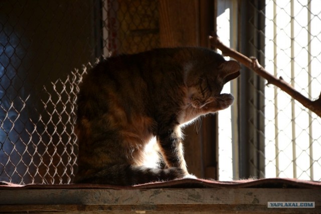 Котовторник 27.12.11