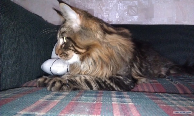Котовторник (14.02.2012)