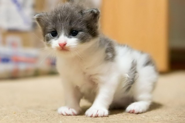 Котовторник 10.04.2012