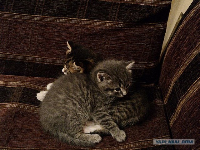 Котовторник 1 мая 2012