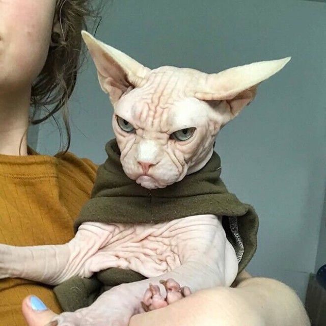 Прикольных котов пост