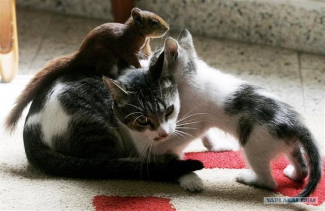 По прозвищу Bushytail ("Пушистый хвост")!