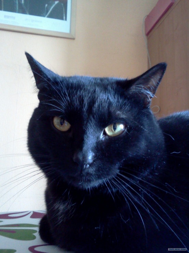 Котовторник 24.07.2012