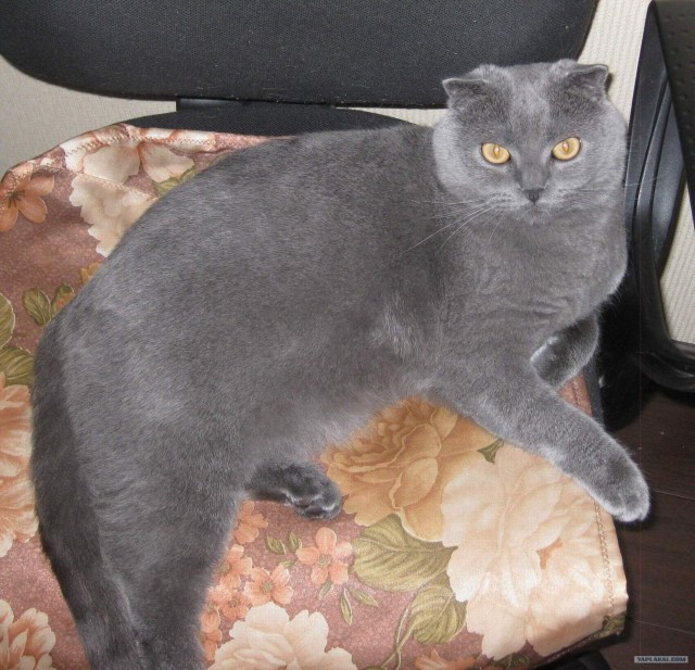 Котовторник 07.08.2012