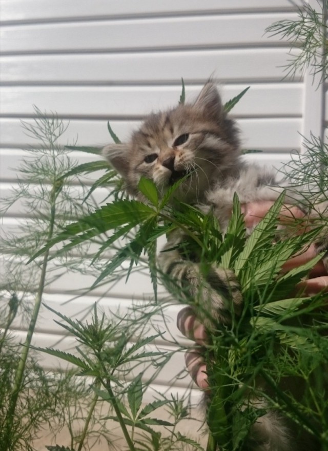 Забавные фото котеек