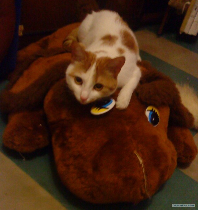 Котовторник  16.10.12