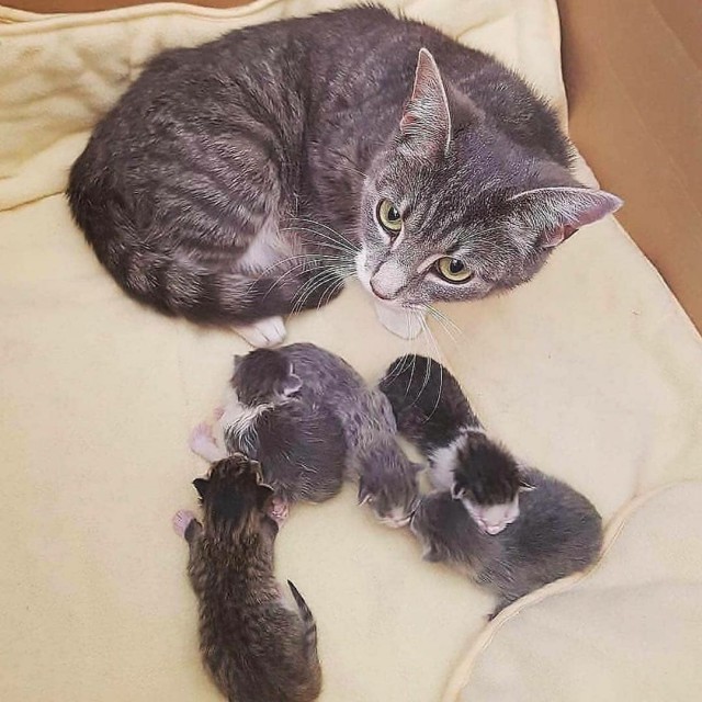 Прикольных котов пост