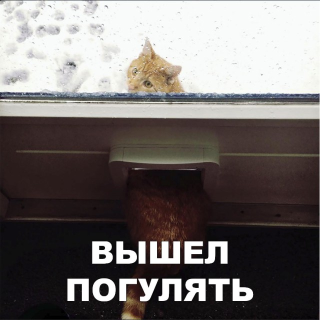 Забавные фото котеек