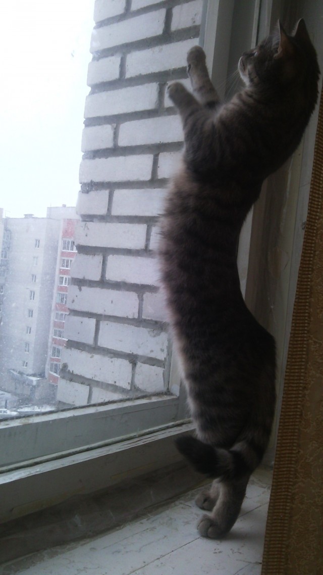 Живность из сети