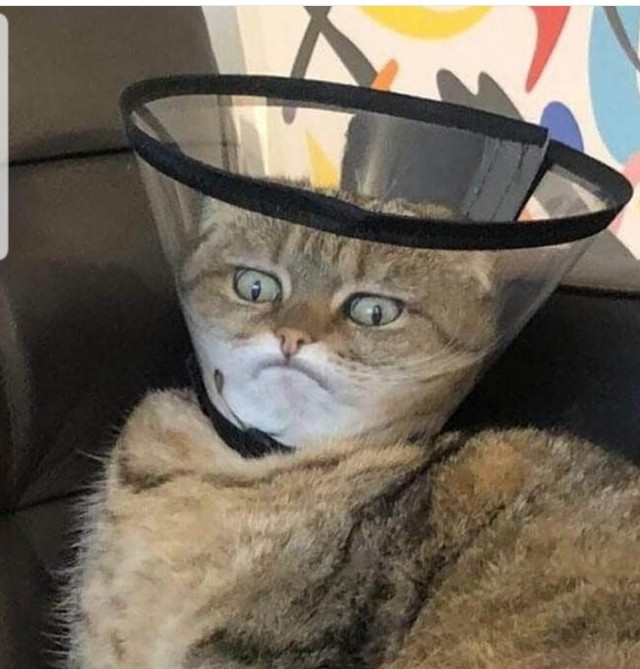 "Удоли!" Дурацкие фото котеек, которые они просили не показывать