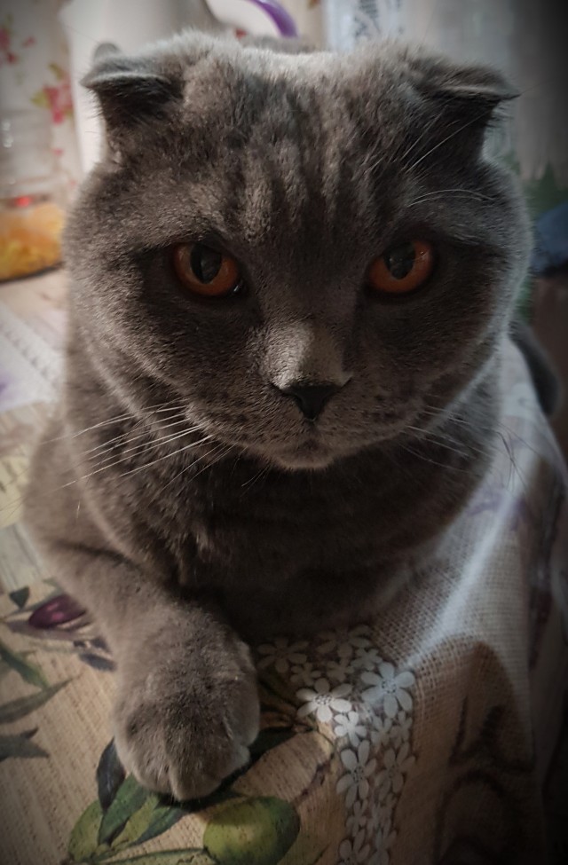 Про котикоф