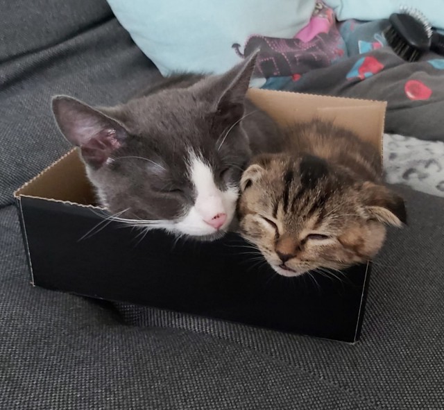 Котовторник 13.10.2020