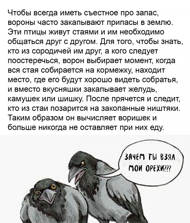 Бредзона 26.01.21