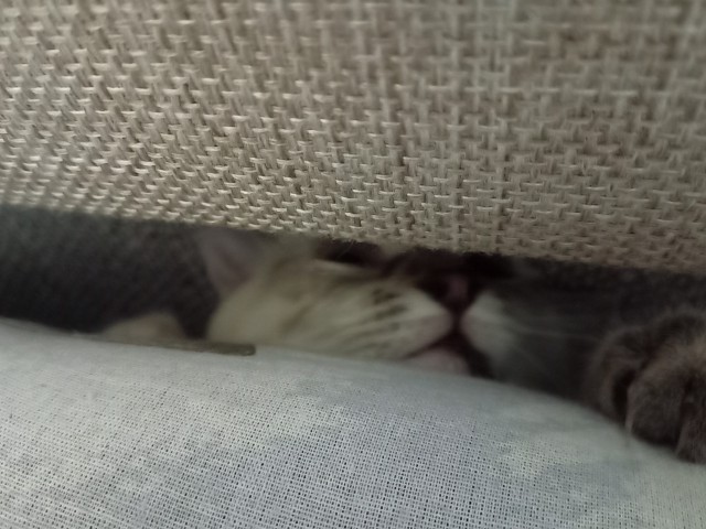 Котовторник. Добавляйте своих