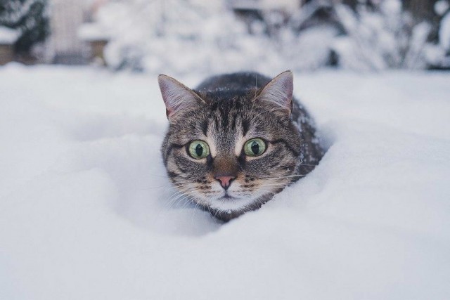 Которник
