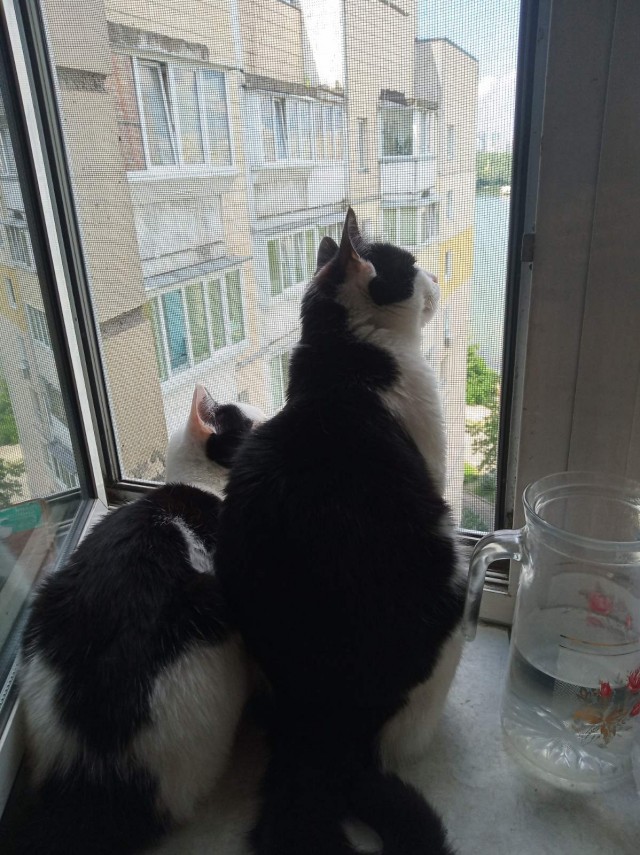 Хоба! Котовторник!