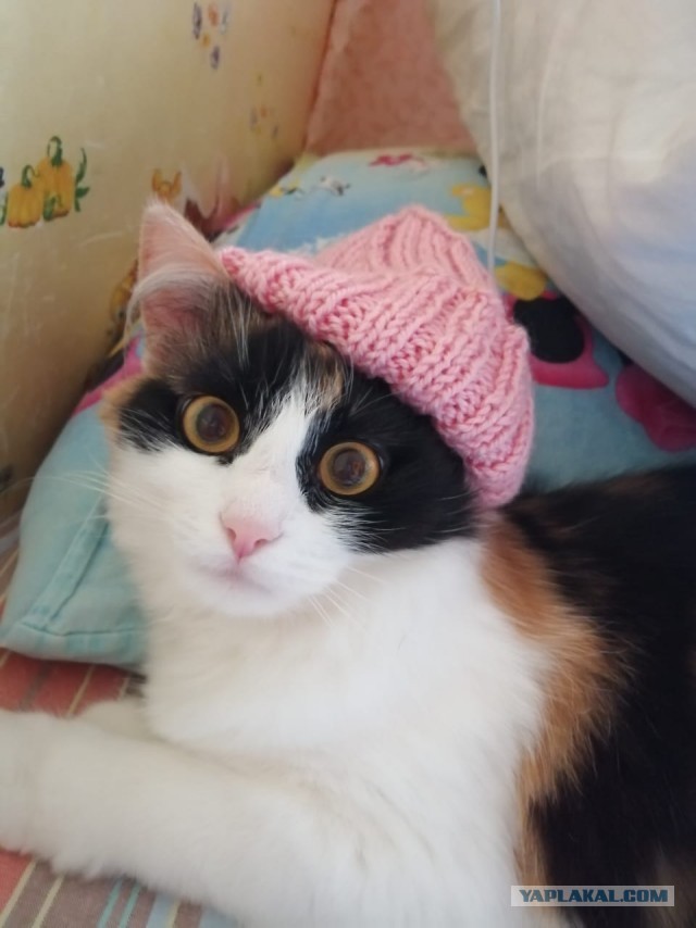 Котовторник. Поговорим о кличках, друзья