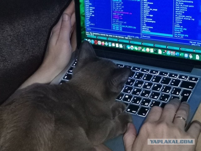 Котовторнику быть