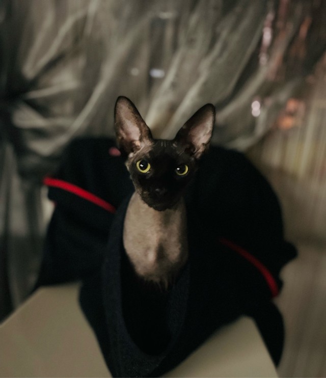 Вторник. Котэ. Пора