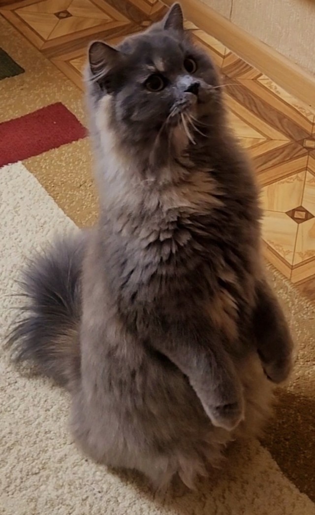 Это один и тот же кот