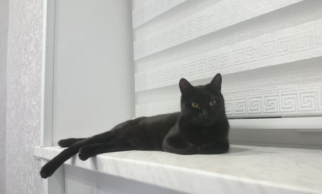 Кошачье сердце