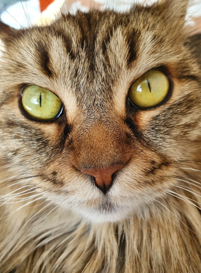 А это мой котан к котовторнику